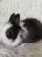Dwarf Rabbit Rabbits for sale in Anaheim, California. price: $85