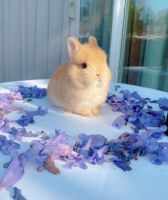 Dwarf Rabbit Rabbits for sale in Los Angeles, CA, USA. price: $450
