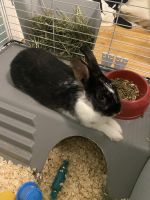 Dwarf Rabbit Rabbits for sale in Shirley, New York. price: NA
