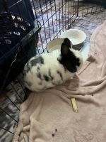 Dwarf Rabbit Rabbits for sale in Virginia Beach, VA, USA. price: $75