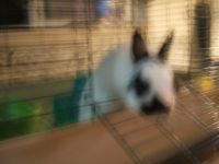 Dwarf Rabbit Rabbits for sale in Shields, Thomas Township, MI 48609, USA. price: $100