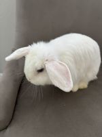 Dwarf loop bunny