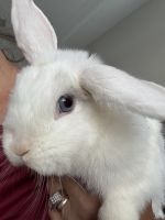 Dwarf Rabbit Rabbits for sale in Apollo Beach, FL, USA. price: $100
