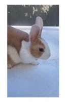 Blue- Eyed Dwarf Bunnies, dwarf bunny rabbits ????