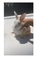 Blue- Eyed Dwarf Bunnies, dwarf bunny rabbits ????