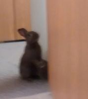 Dwarf Rabbit Rabbits for sale in Erie, PA, USA. price: $40
