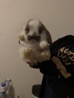 Dwarf Lop Bunnies