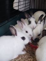 Adorable Baby Bunnies