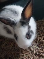 Adorable Baby Bunnies