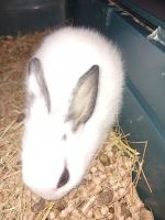 Adorable Baby Bunnies