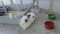 Lion Head dwarf rabbit with cage