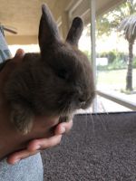 Cadbury Bunnies! (Mini Rex)
