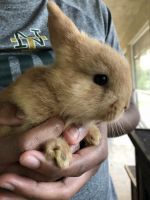 Cadbury Bunnies! (Mini Rex)