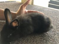 Cadbury Bunnies! (Mini Rex)