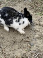 Bunny for sale