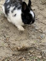 Bunny for sale