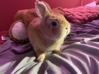 Dwarf Bunny for sale !!! Comes with everything, very cheap, need gone