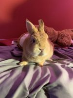 Dwarf Bunny for sale !!! Comes with everything, very cheap, need gone