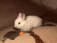 I’m selling a bunny
