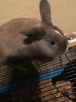 Dwarf Bunnies (Sisters)