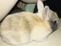 Two adult rabbits and two baby rabbits