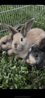 Dwarf Rabbit Rabbits for sale in Garnet Valley, PA 19014, USA. price: $40