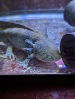 Dwarf Salamander Amphibians Photos