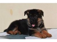 East European Shepherd Puppies for sale in California, ON K0A 3L0, Canada. price: $400