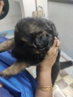 East German Shepherd Puppies for sale in Sector H, Sector-A, Aliganj, Lucknow, Uttar Pradesh 226024, India. price: 15,000 INR