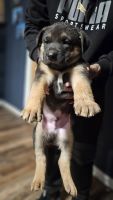 East German Shepherd Puppies for sale in Yakima, Washington. price: $200