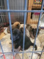 East German Shepherd Puppies for sale in 225 Bluffs Terrace, Colonial Heights, VA 23834, USA. price: $600,450