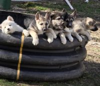 East German Shepherd Puppies for sale in Elkhorn, Wisconsin. price: $500