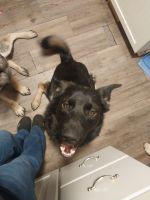 East German Shepherd Puppies for sale in Kearns, UT, USA. price: $400