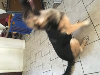 East German Shepherd Puppies for sale in Katy, TX, USA. price: $275