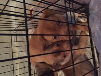 East German Shepherd Puppies for sale in St Paul, MN, USA. price: $650