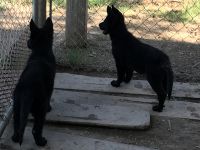East German Shepherd Puppies for sale in Cleveland, MS 38732, USA. price: $500