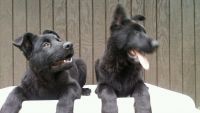 East German Shepherd Puppies for sale in Houston, TX, USA. price: $1,500