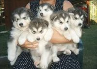 East Siberian Laika Puppies Photos