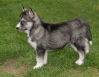 East Siberian Laika Puppies for sale in New York, NY, USA. price: $450