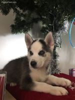 East Siberian Laika Puppies for sale in Regina Dr, Canadian Lakes, MI 49346, USA. price: $2,100