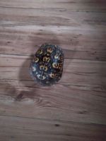 Eastern Box Turtle Reptiles for sale in Madisonville, TN 37354, USA. price: $100