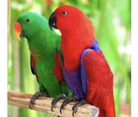 Eclectus Parrot Birds for sale in Hyattsville, Maryland. price: NA