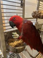 Eclectus Parrot Birds for sale in Detroit, Michigan. price: $4,800
