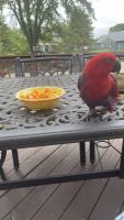Eclectus Parrot Birds for sale in Detroit, Michigan. price: $3,000
