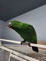 Eclectus Parrot Birds for sale in Tooele, UT 84074, USA. price: $3,500