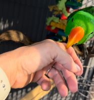 Eclectus Parrot Birds for sale in Wilmington, MA 01887, USA. price: $2,000