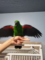 Eclectus Parrot Birds for sale in Tooele, UT 84074, USA. price: $3,000