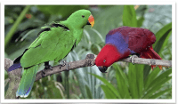 Eclectus Parrot Birds for sale in Vancouver, WA, USA. price: $3,524