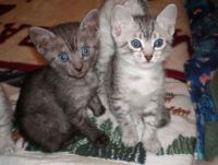 Egyptian Mau Cats for sale in Scranton, PA, USA. price: $500