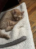 Egyptian Mau Cats for sale in East Hartford, Connecticut. price: $70